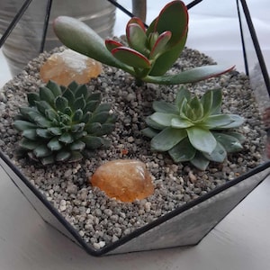 Amber added a photo of their purchase