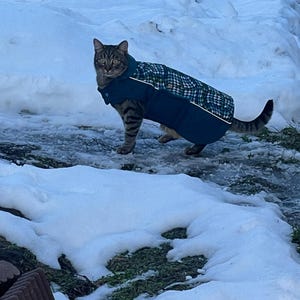 ジャケット・ブルゾン maison mangostan cat jacket 10y Adventure Cat Wnter Jacket: Softshell, Thinsulate, Polar Fleece