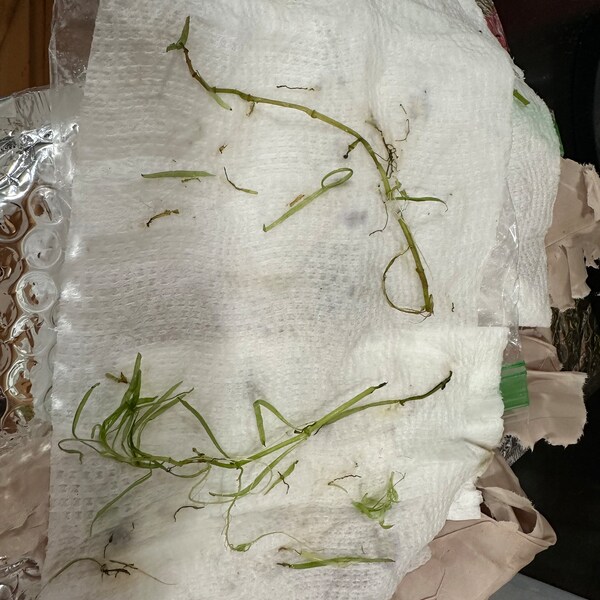5 Gallons Of Organic Magnolia Leaves – Heat Treated For Reptile & Frog Vivariums, Great For Isopods Too!