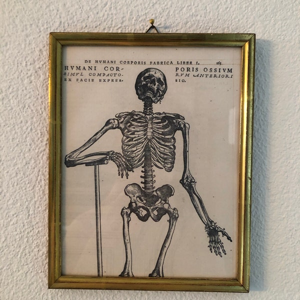 Vintage Anatomy of the Human Body - Educational Poster With a Standing ...