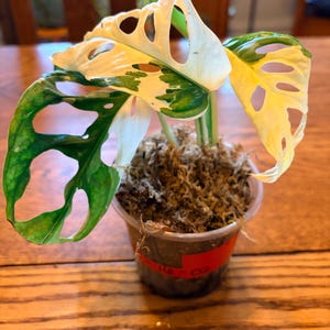 Katy added a photo of their purchase