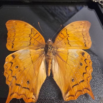 Real Framed Butterfly Handmade Shadow Box Insect Frame - Etsy