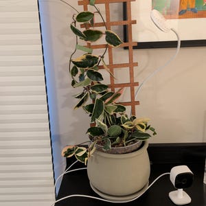 Emily added a photo of their purchase