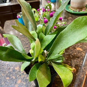 Melanie added a photo of their purchase