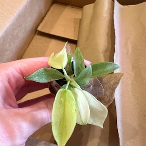 Katie added a photo of their purchase
