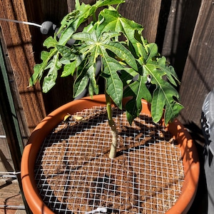 Marcia added a photo of their purchase