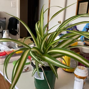 Jenise added a photo of their purchase