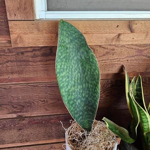 Linda added a photo of their purchase