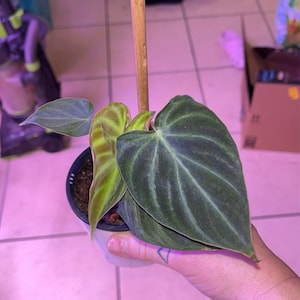 Philodendron Verrucusom Esmeraldas Starter Plant (ALL STARTER PLANTS  Require You to Purchase 2 Plants!) - Etsy