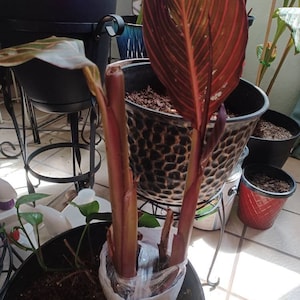 diana ha añadido una foto de su compra