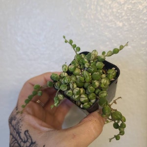 Kristen added a photo of their purchase