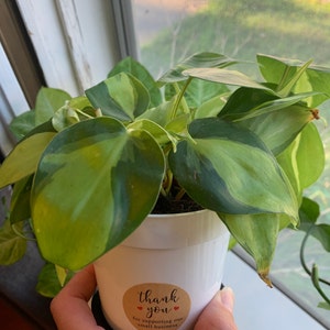 Hannah Brewer added a photo of their purchase