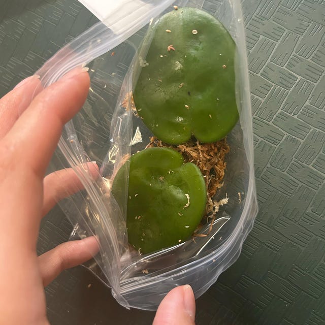 Hoya Kalimantan Mini Coin Splash - NOT Rooted Cutting - Etsy