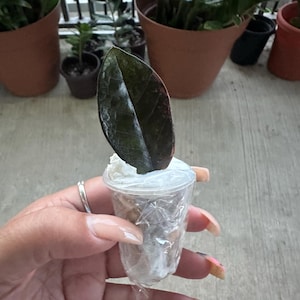 Zamioculcas Zamiifolia Raven Black Pink Orange Variegated, Rare