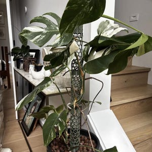 Rhinnan added a photo of their purchase