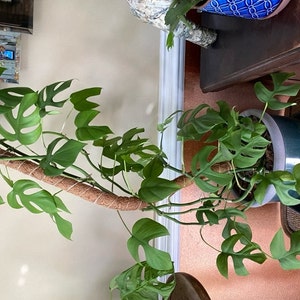 Steve added a photo of their purchase
