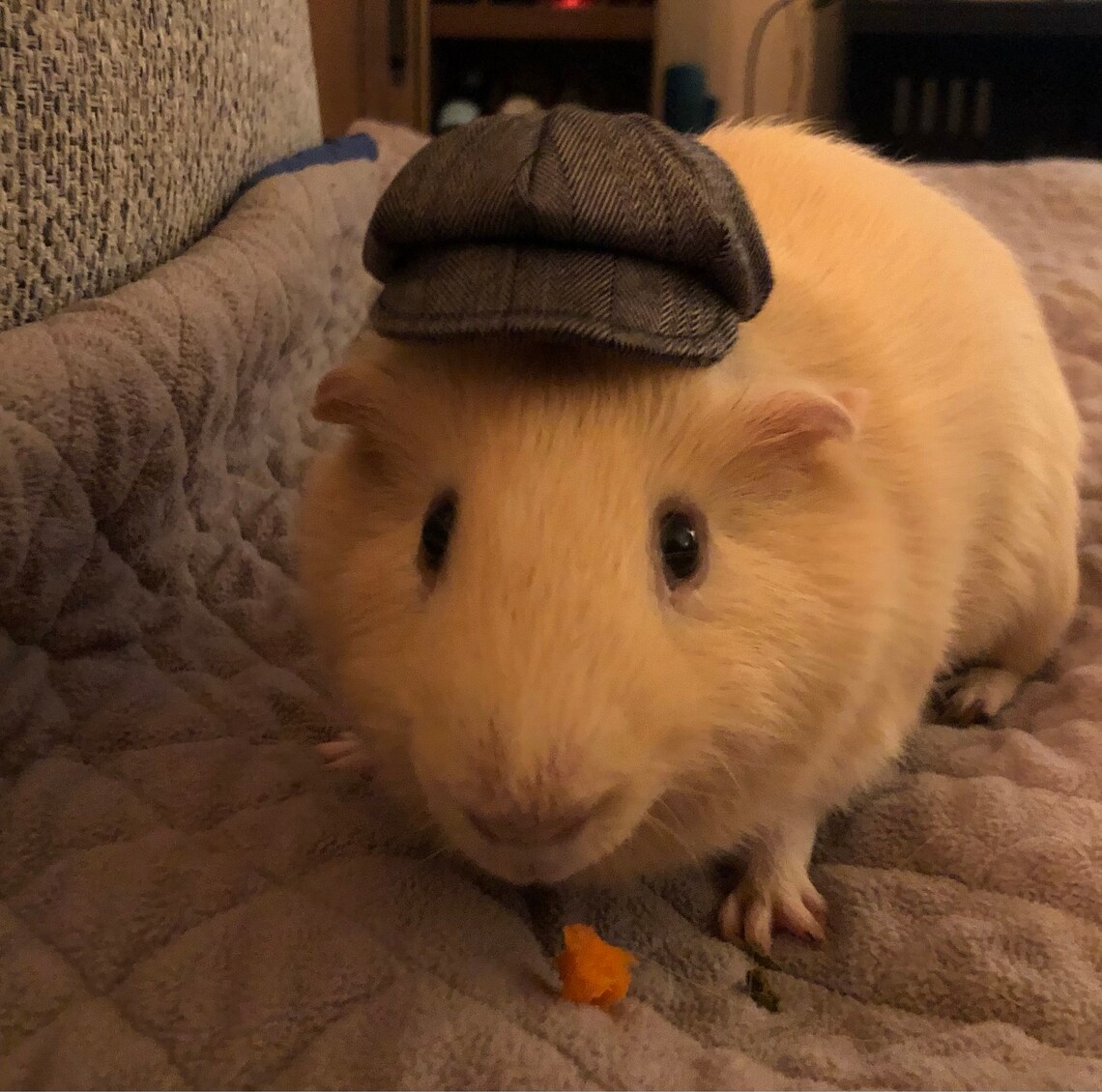 Customer photo of a pet with the Newspaper Boy Hat  for small pet Hedgehog Vogue