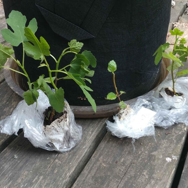 Yoshino Flowering Cherry Tree Plant 6-12 in Height - 3 Potted Hardy in zones 5-8