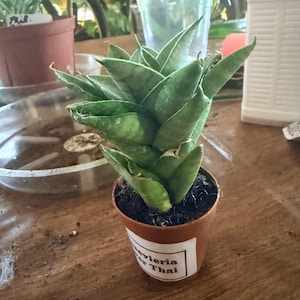 Mz added a photo of their purchase