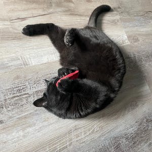 Silwen ha añadido una foto de su compra