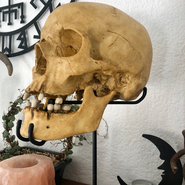 Light Skull – Human Skull Replica – Life Size Anatomical Skull