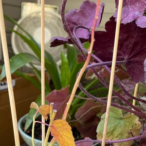 Jennifer ha añadido una foto de su compra