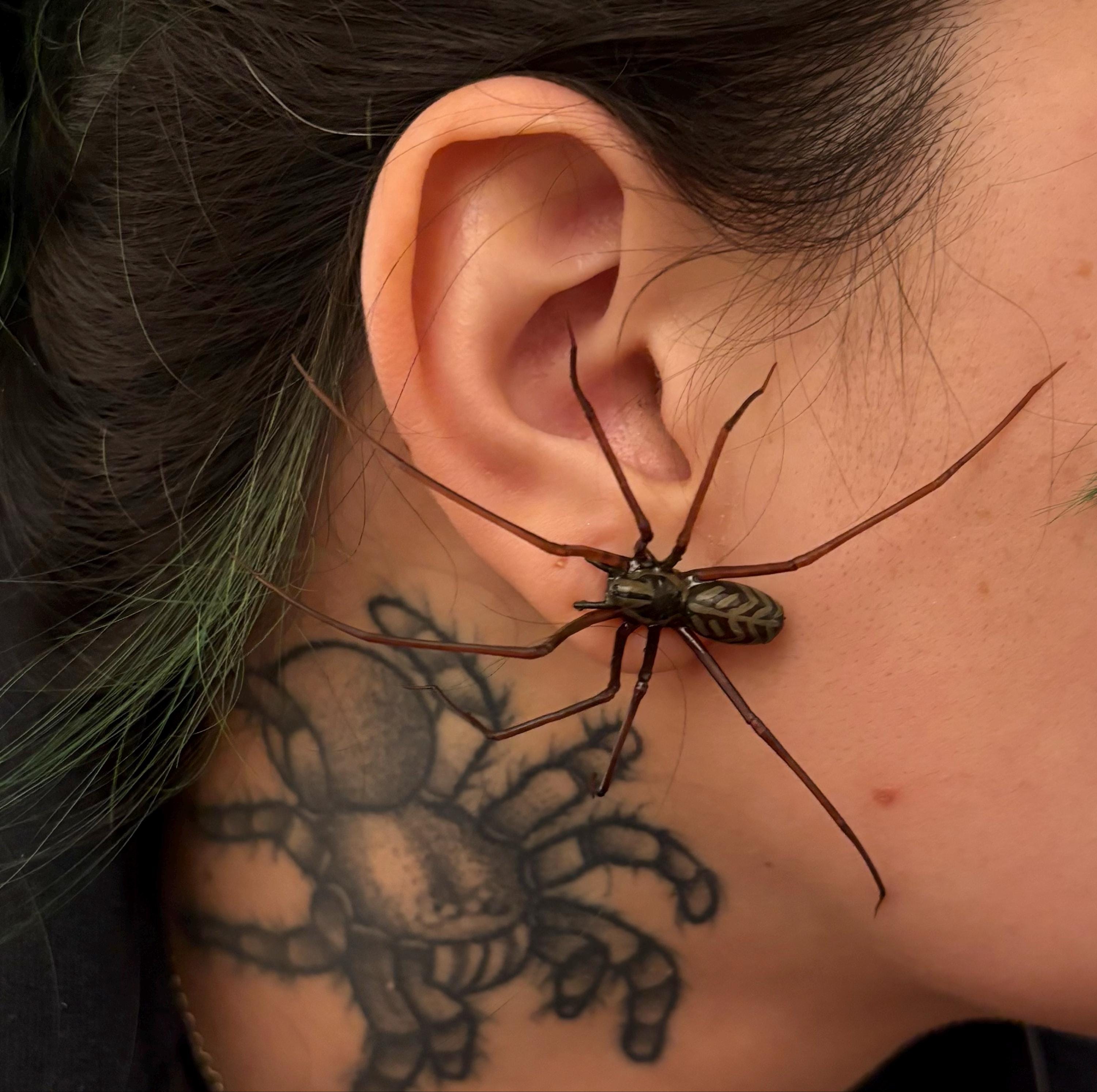 plastic spider as an earring (ORIGINAL!) | realistic giant house spider stud earrings | 1 pcs