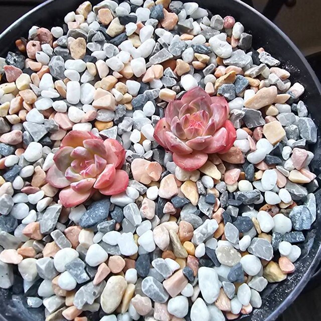 エケベリア シュガークリスタル多肉植物 - Etsy 日本