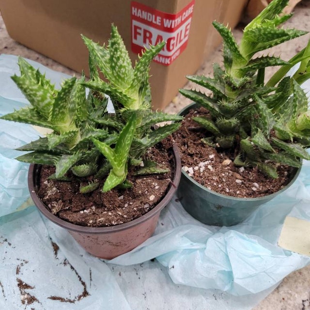 aloe vera fr haare selber machen Aloe Vera Spray aus der Apotheke