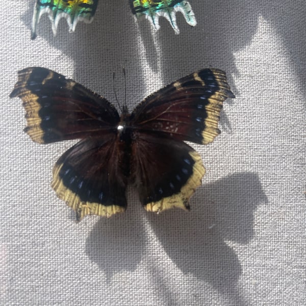 Nymphalis Antiopa ONE Real Butterfly North American Mourning Cloak - Etsy