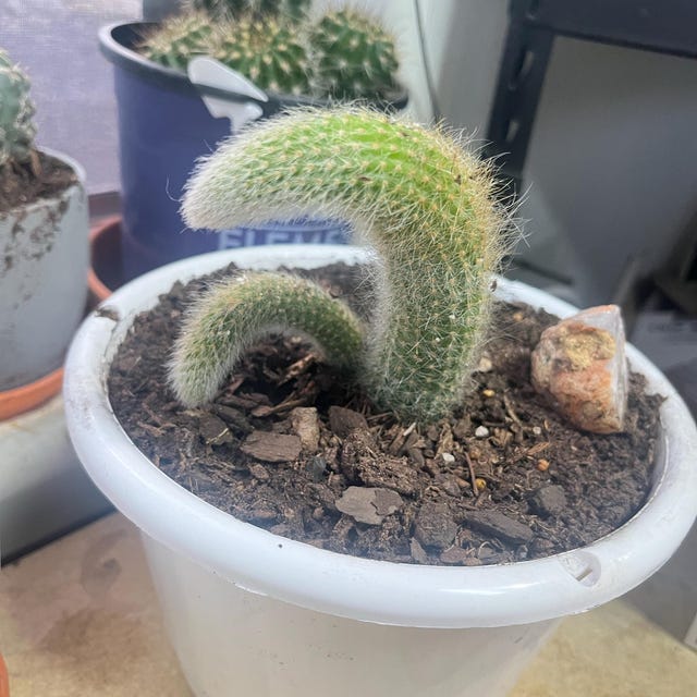 4” Cleistocactus Colademononis Monkey Tail Cactus Succulent Plant