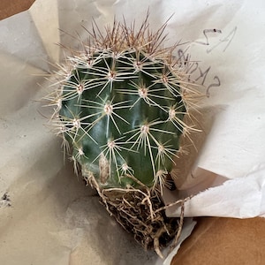 Saguaro ha añadido una foto de su compra
