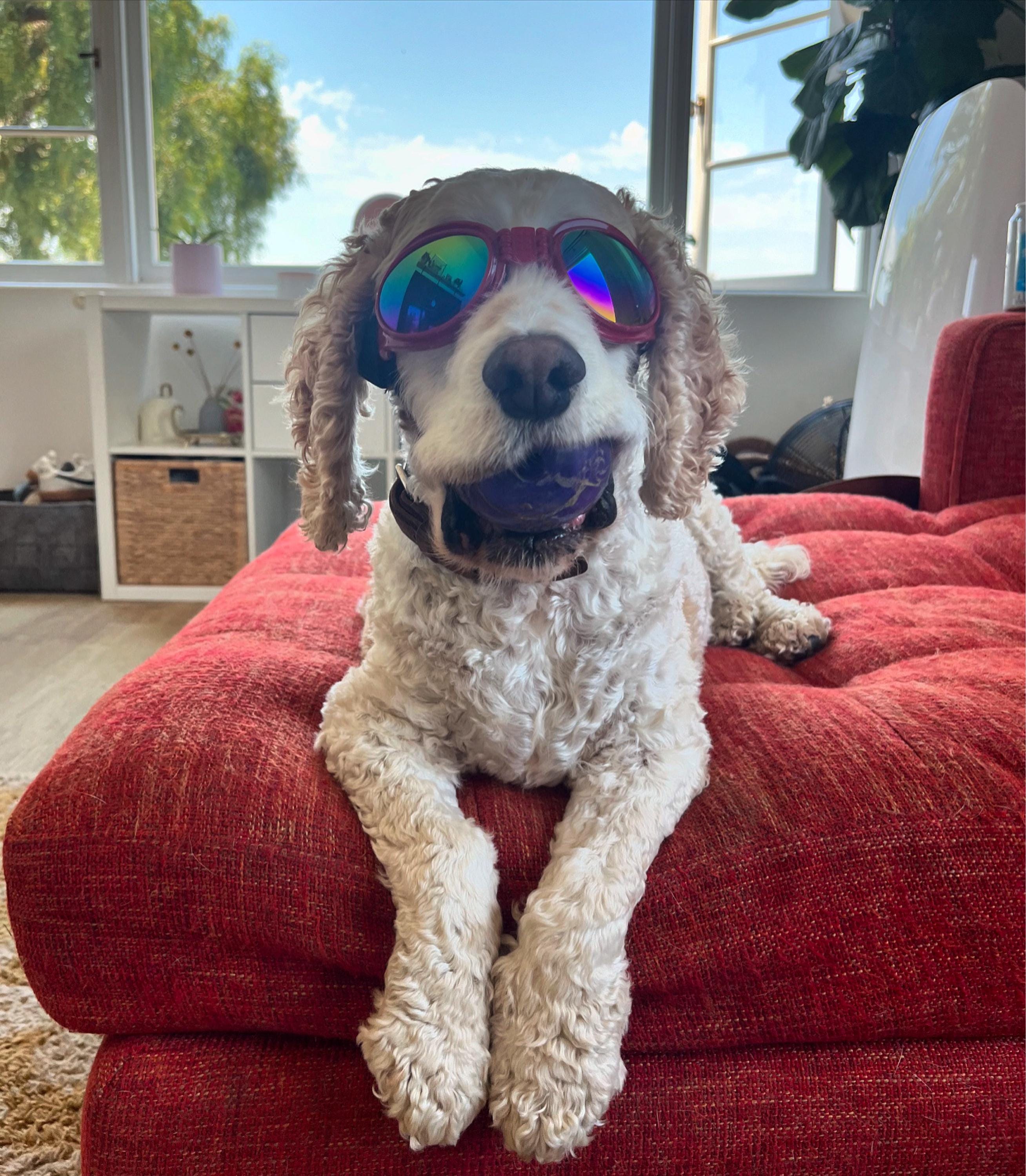 Doggie Sunglasses with UV Protection – Chin Strap, Foldable, works great with water, snow , sun and wind- Multiple Color Options