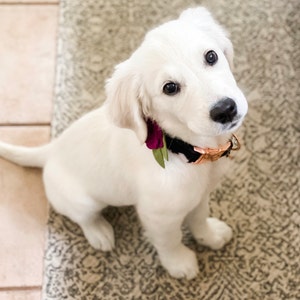 elma shop dog harness