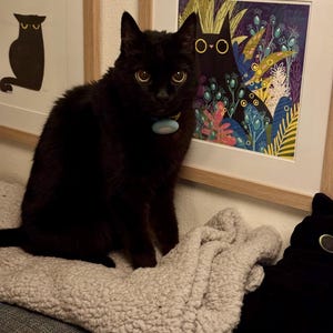 【一作限り】はちみつ妖精の黒子猫 黒猫 猫アート K648 黒猫 04 DISRUPTED コラージュプリント - 黒猫 10月の猫のイラスト