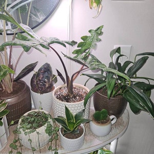 Stacy ha añadido una foto de su compra