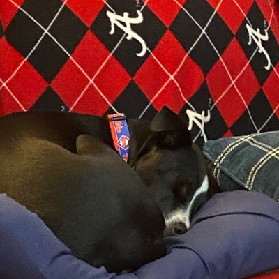 Atlanta Falcons Dog Collar Falcons Dog Collar Atlanta Dog - Etsy