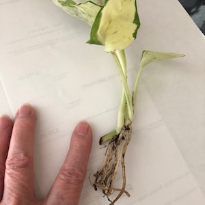 Etsy buyer added a photo of their purchase