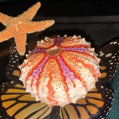 Bumble Bee Sea Shells-sea Shell Bulk-craft Shell-coastal Home Decor ...