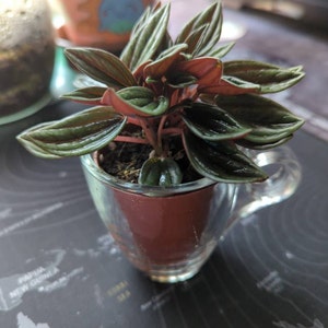 Phil added a photo of their purchase