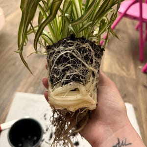 Korey added a photo of their purchase