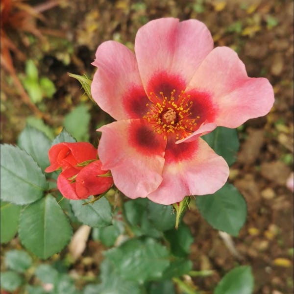 William Lobb Purple Fragrant Shrub Potted Rose 4 Litre Etsy UK William Lobb Purple Fragrant Shrub Potted Rose 4 Litre Etsy UK