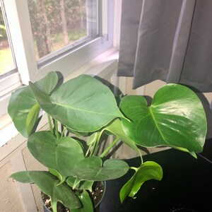 Allison added a photo of their purchase