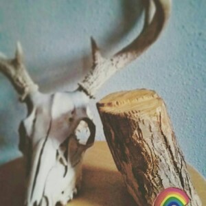 Crystallized Bee Crystal Bug Insect Wings Honeybee - Etsy