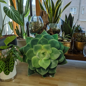 Draculia added a photo of their purchase