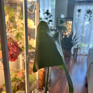 Raff added a photo of their purchase