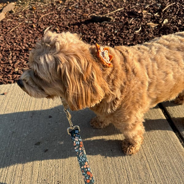 Dog Collar, Nautical Dog Collar, Ocean Dog Collar, Fish Dog Collar ...