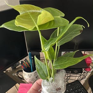 Courtney added a photo of their purchase