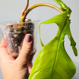 Etsy-koper heeft een foto van de aankoop toegevoegd