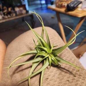 Diane さんが購入した商品の写真を追加しました
